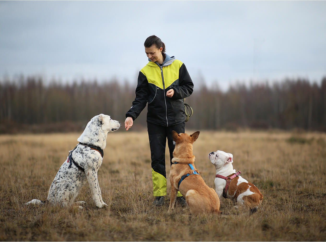 assistancedogtrainingukandeu psda